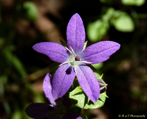 {Triodanis perfoliata}